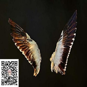 易优eyoucms产品价格标签调用如何只要整数，不要小数点后面的00