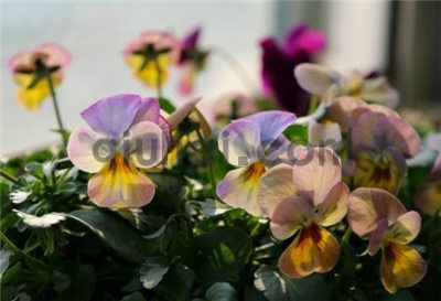 一种忧伤的文章(图1)